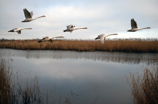 des oiseaux migrateurs en vol