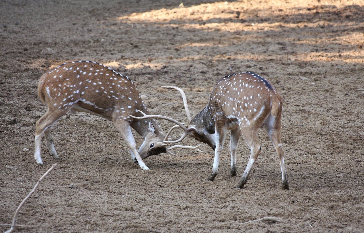 deux cerfs qui se battent